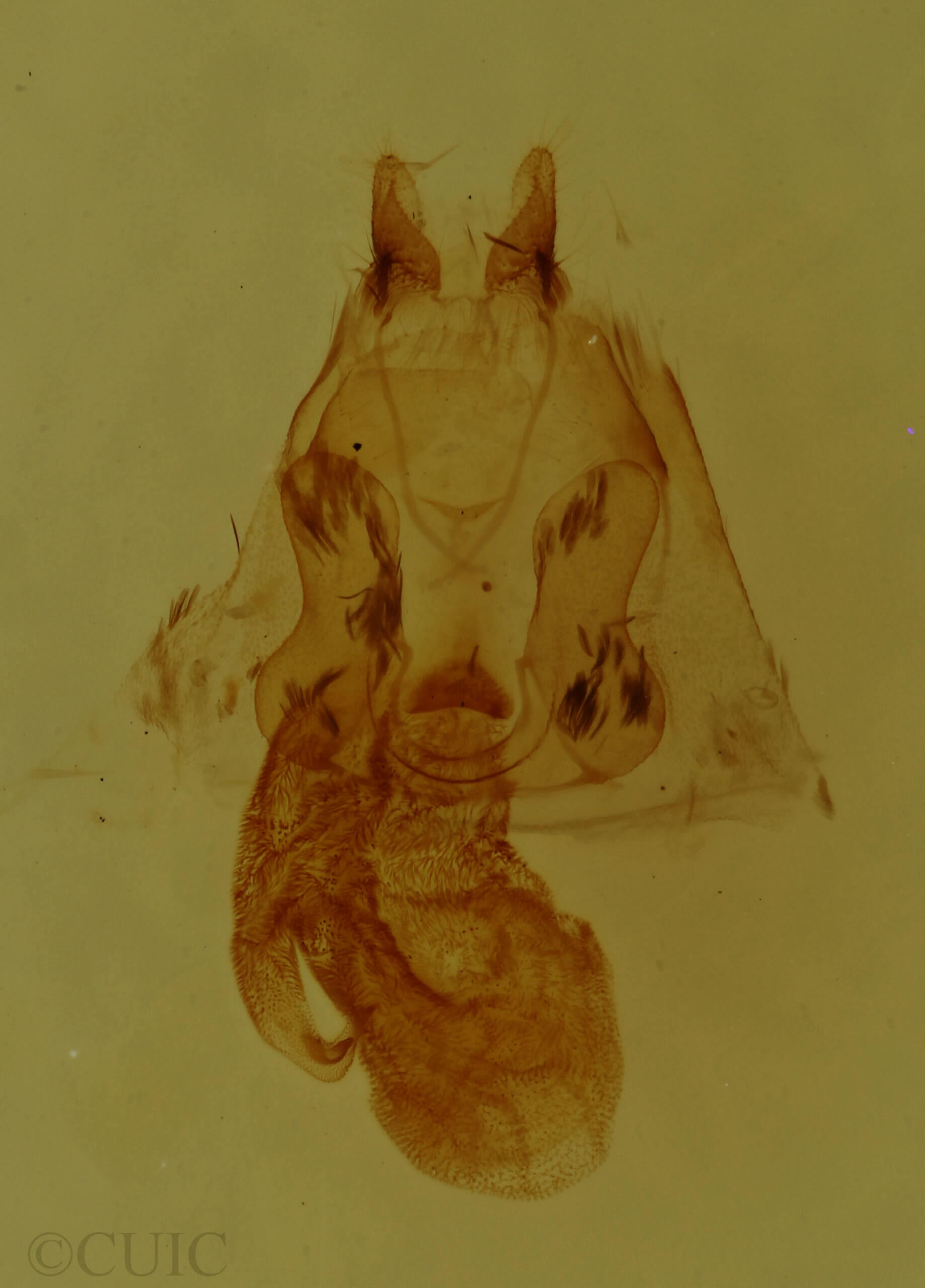 genitalia view of adult Cutina arcuata