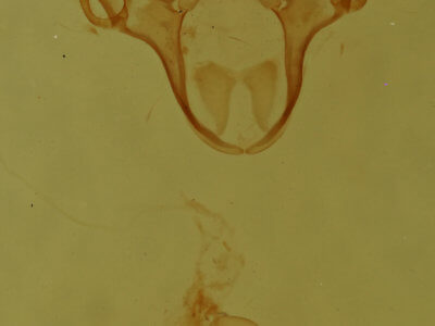 genitalia view of adult Cutina arcuata
