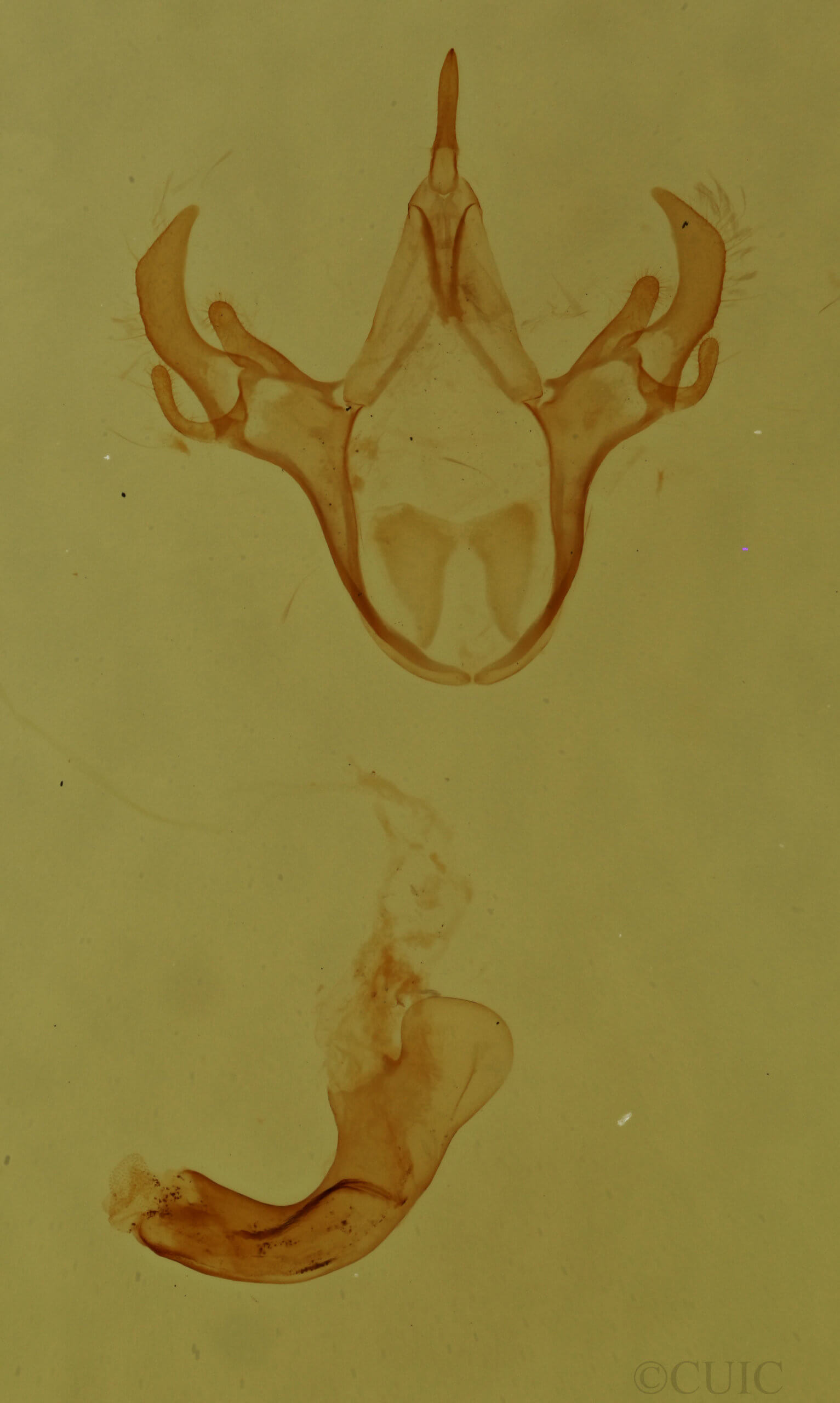 genitalia view of adult Cutina arcuata
