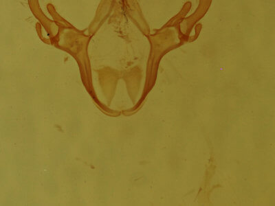 genitalia view of adult Cutina arcuata