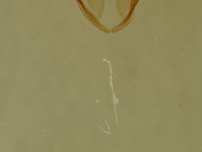 genitalia view of adult Cutina arcuata