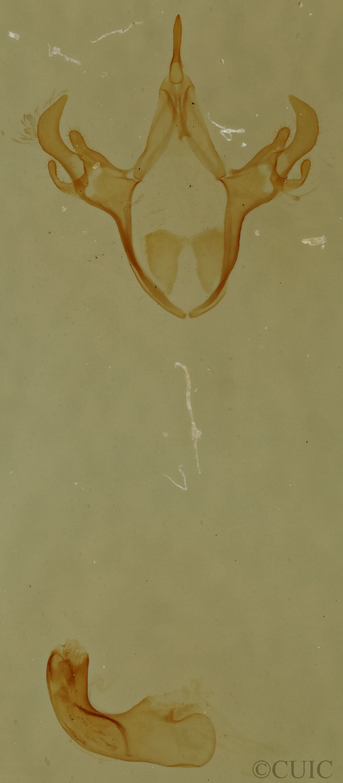 genitalia view of adult Cutina arcuata
