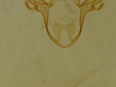 genitalia view of adult Cutina distincta