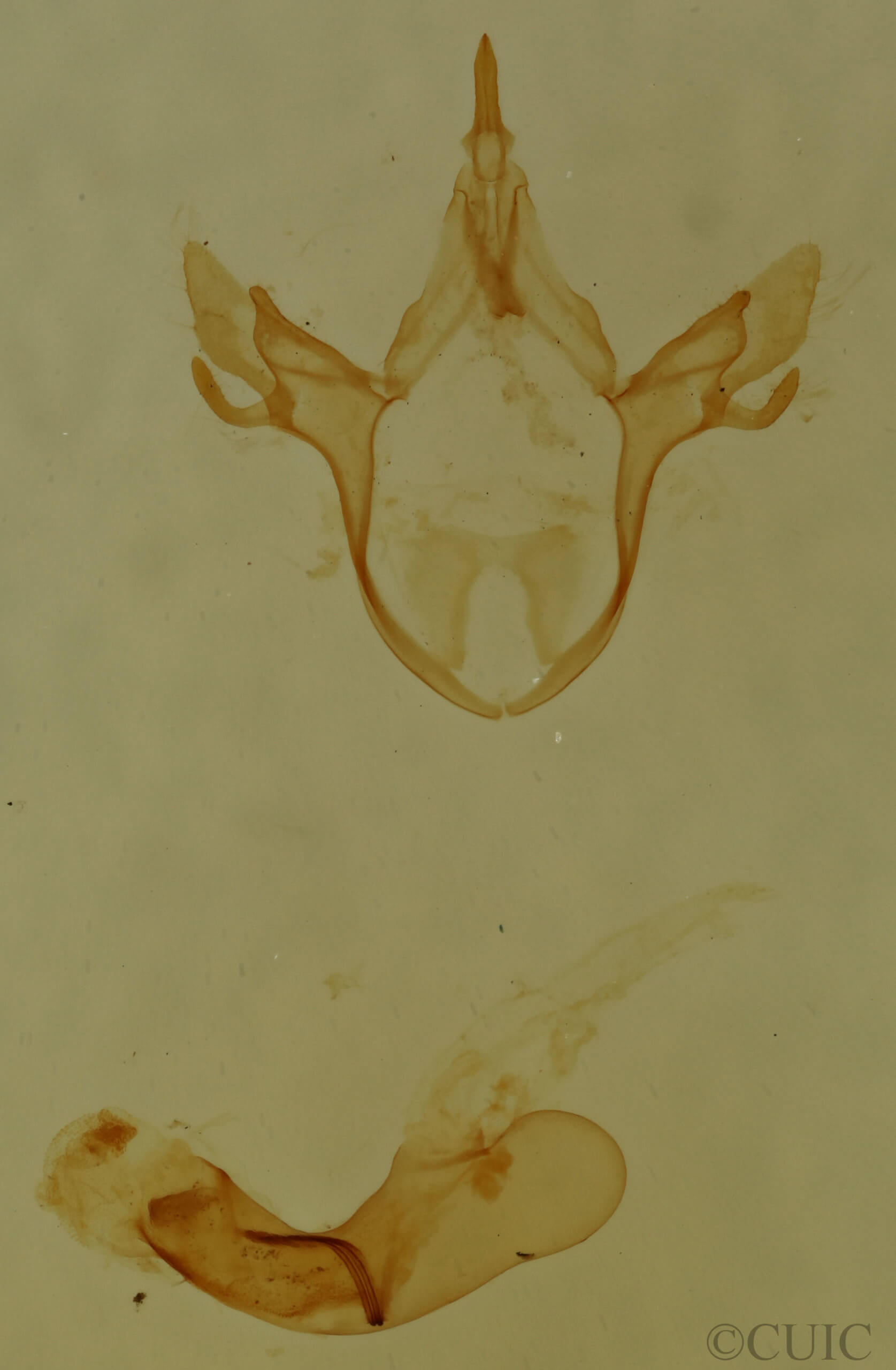 genitalia view of adult Cutina distincta