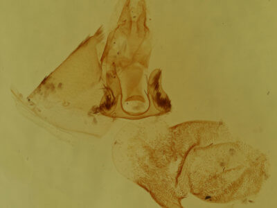 genitalia view of adult Cutina distincta
