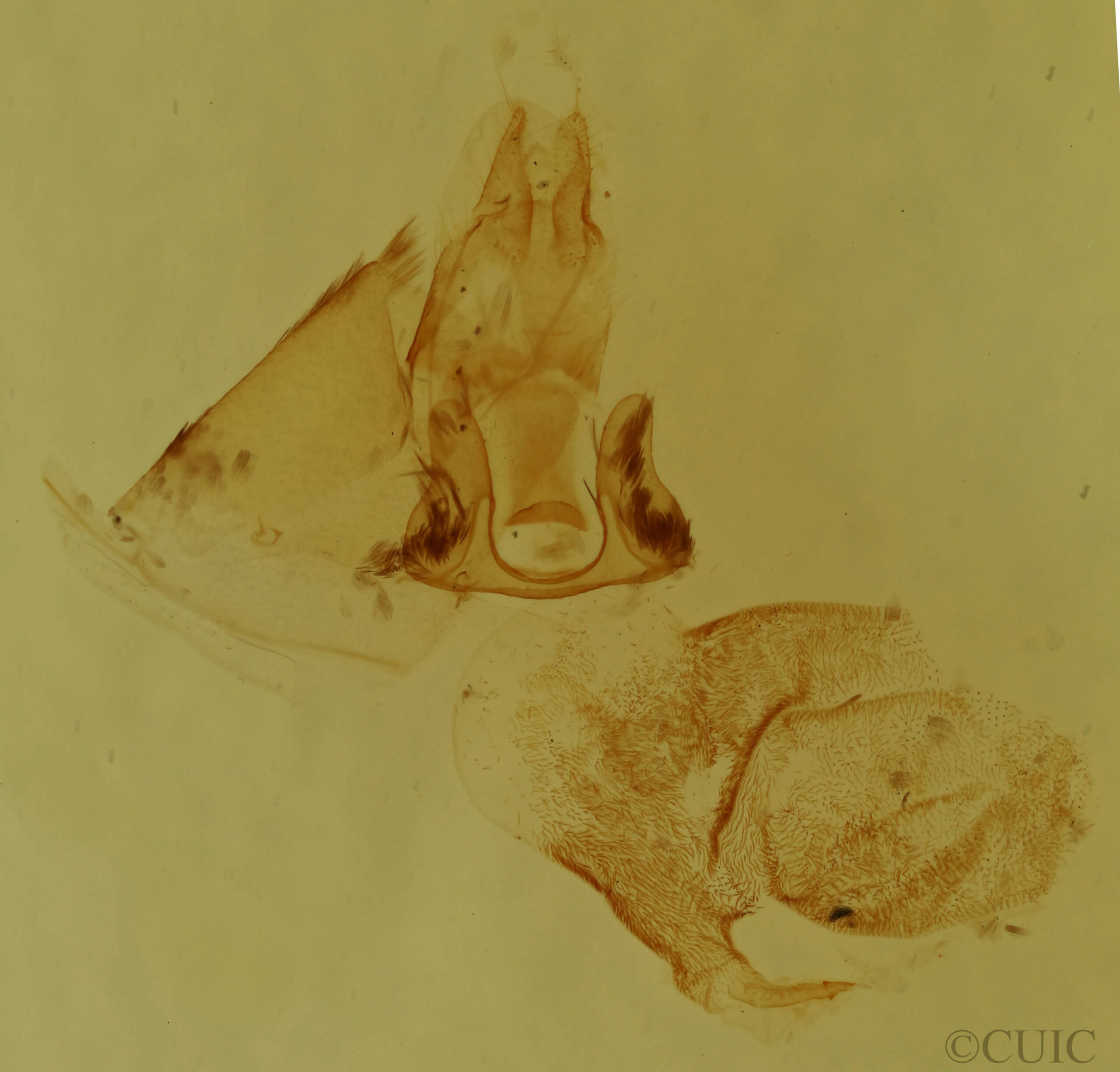 genitalia view of adult Cutina distincta