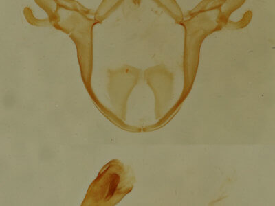 genitalia view of adult Cutina aluticolor