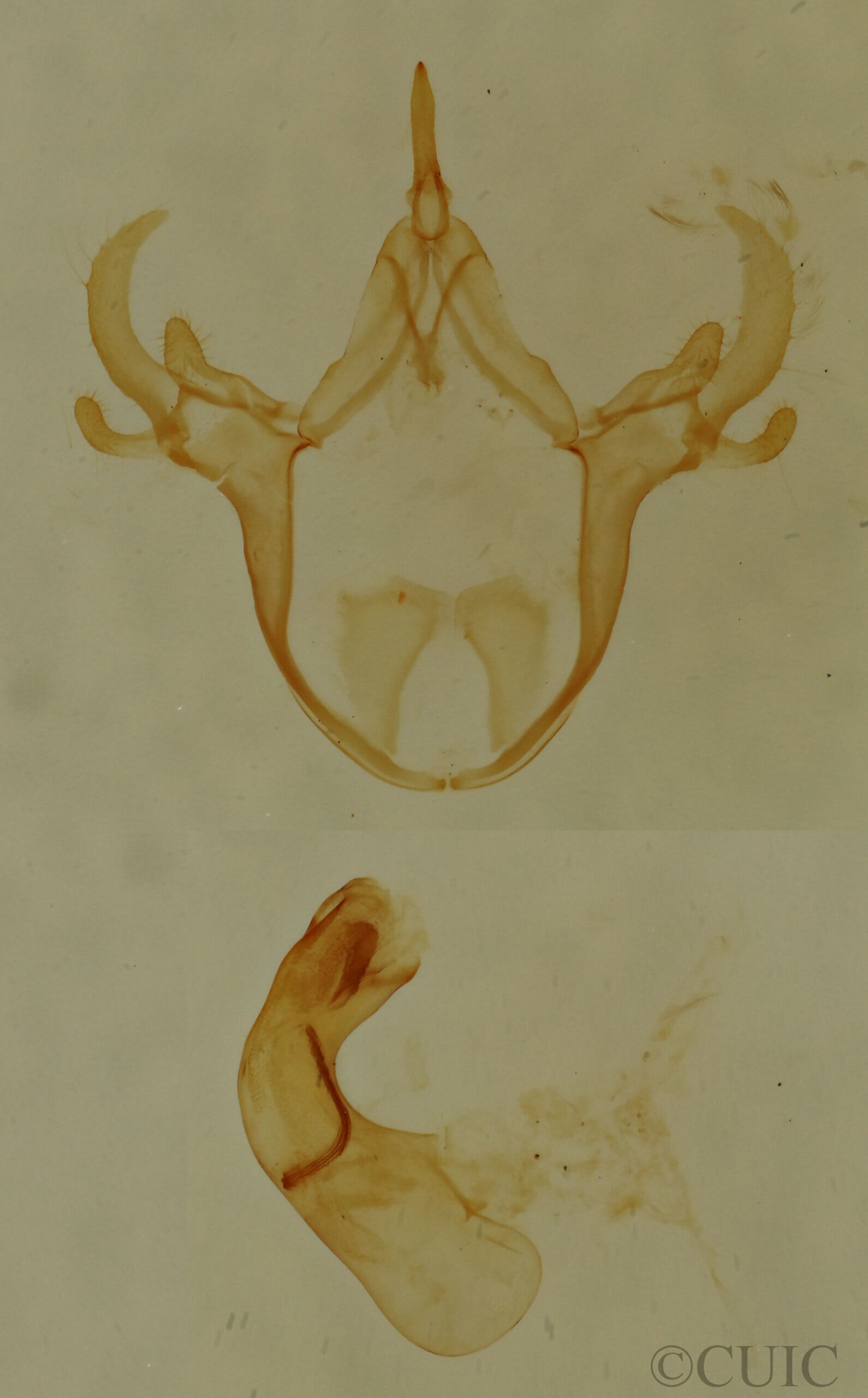 genitalia view of adult Cutina aluticolor