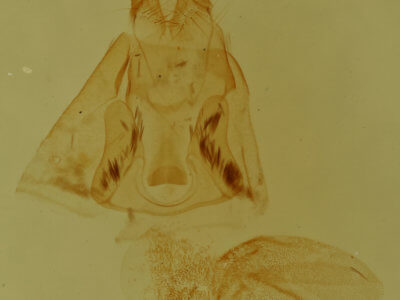 genitalia view of adult Cutina aluticolor