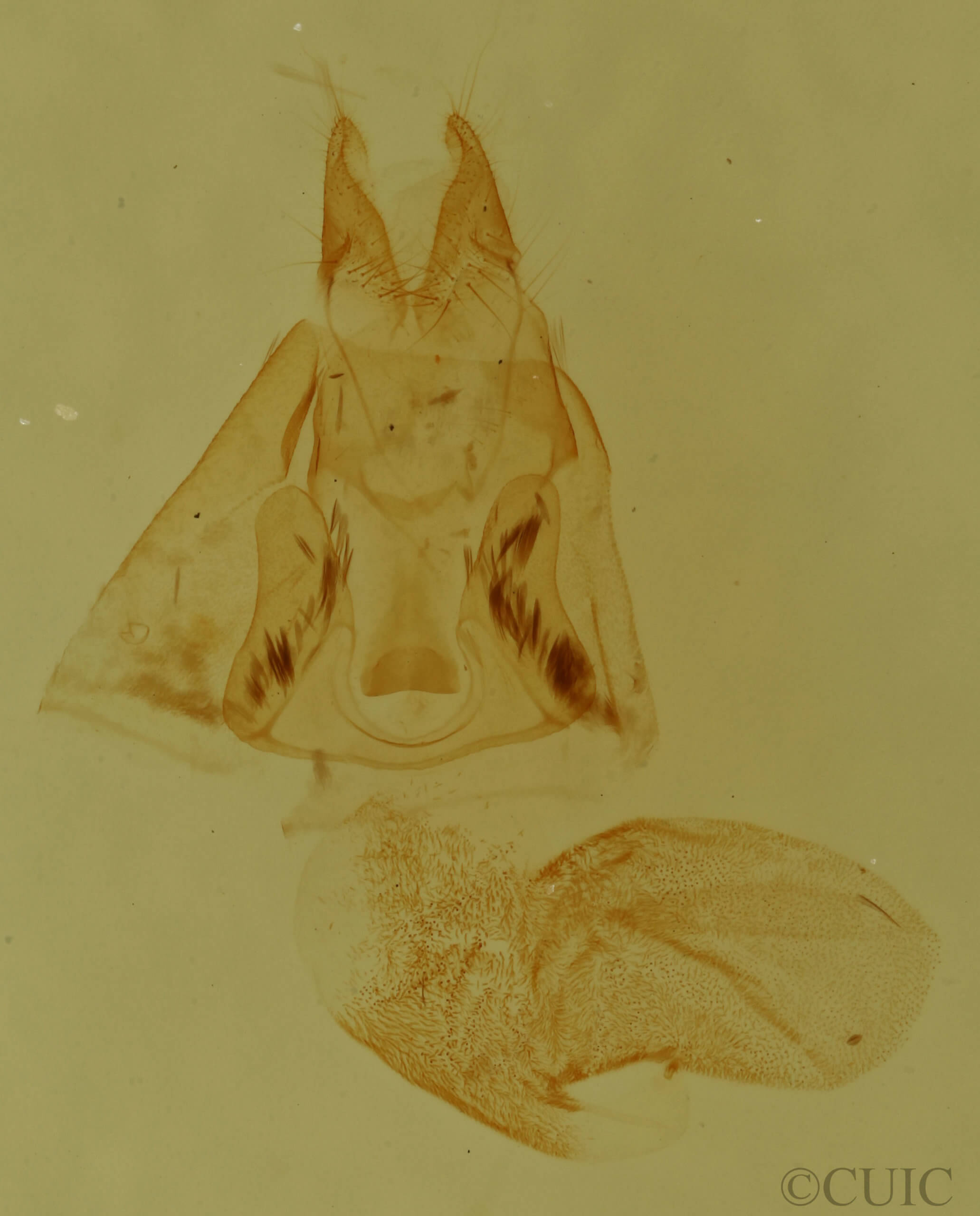 genitalia view of adult Cutina aluticolor