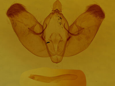 genitalia view of adult Diastema tigris