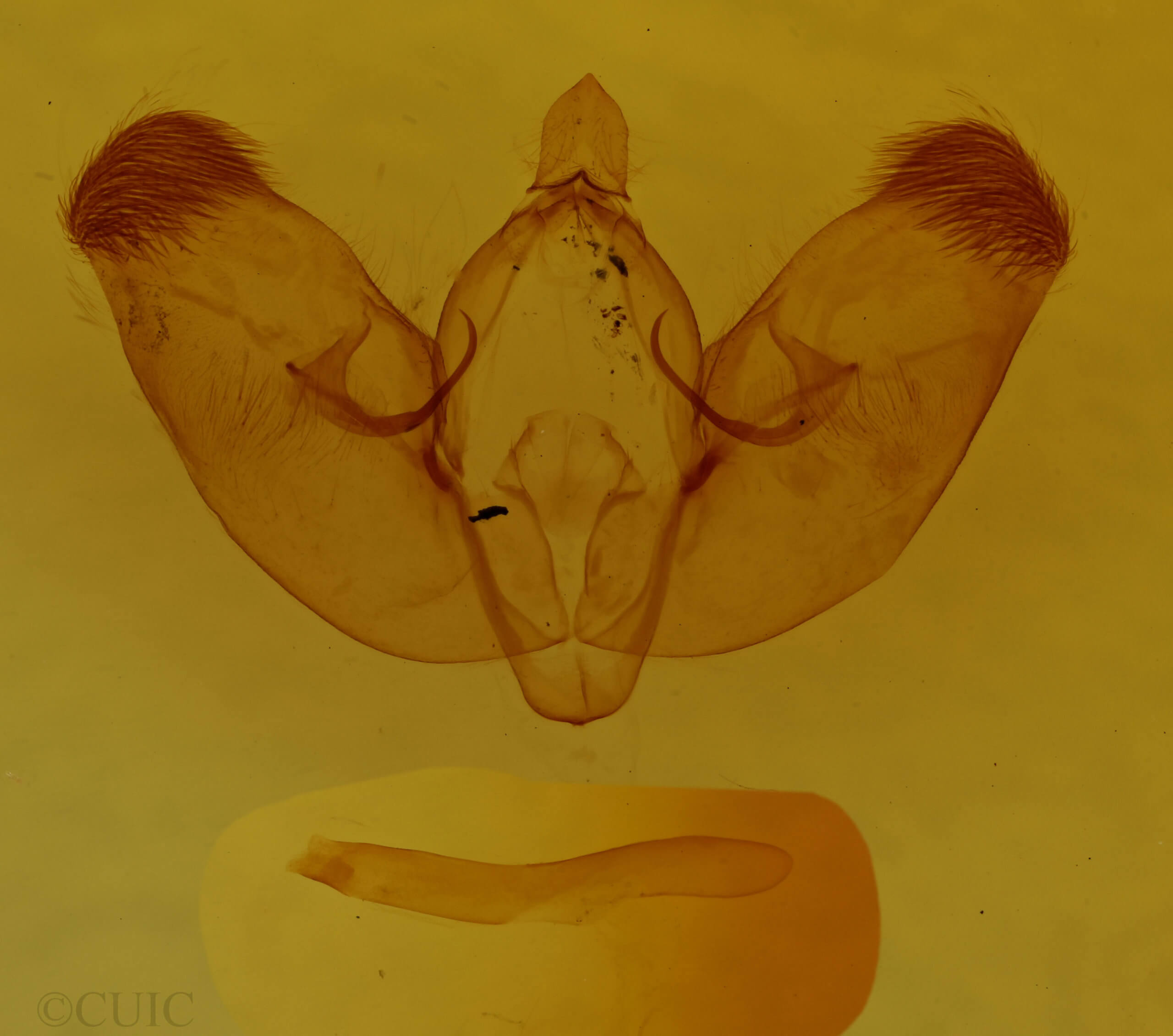 genitalia view of adult Diastema tigris