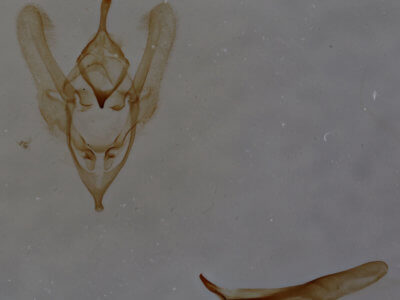 genitalia view of adult Dichorda iridaria