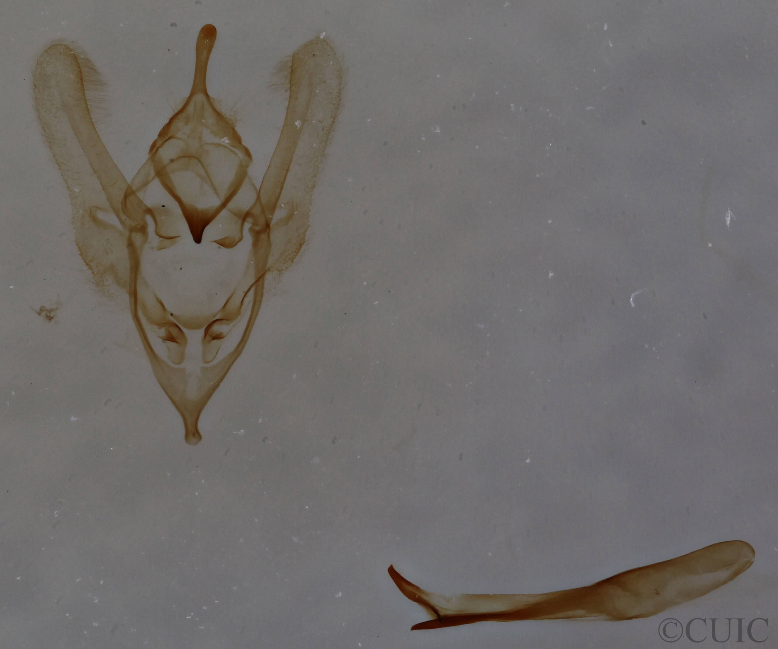 genitalia view of adult Dichorda iridaria