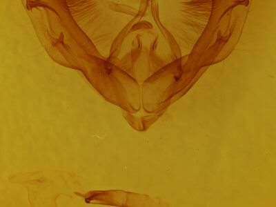 genitalia view of adult Dypterygia rozmani