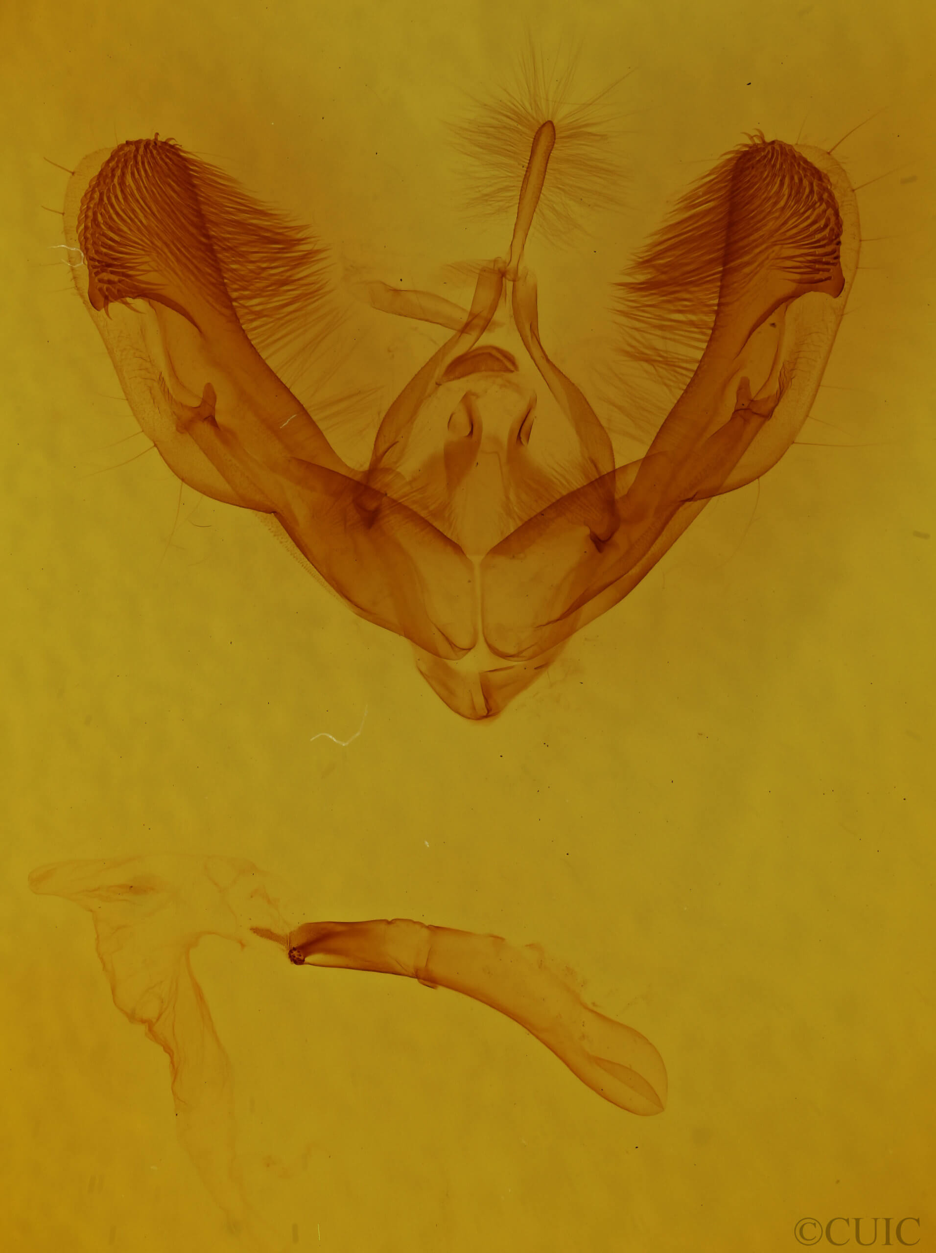 genitalia view of adult Dypterygia rozmani