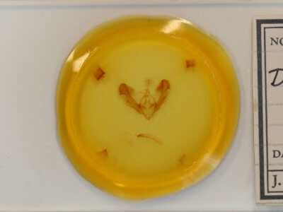 slide view of adult Dypterygia rozmani