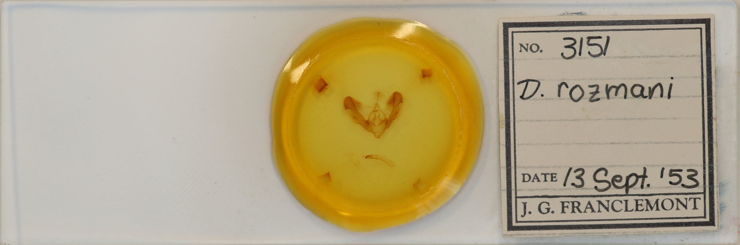 slide view of adult Dypterygia rozmani