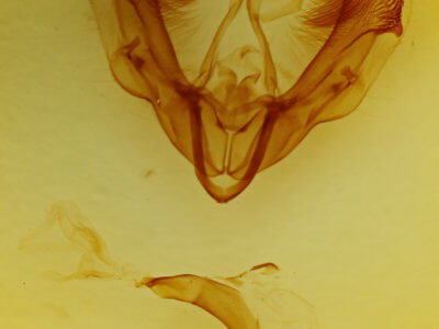 genitalia view of adult Dypterygia rozmani