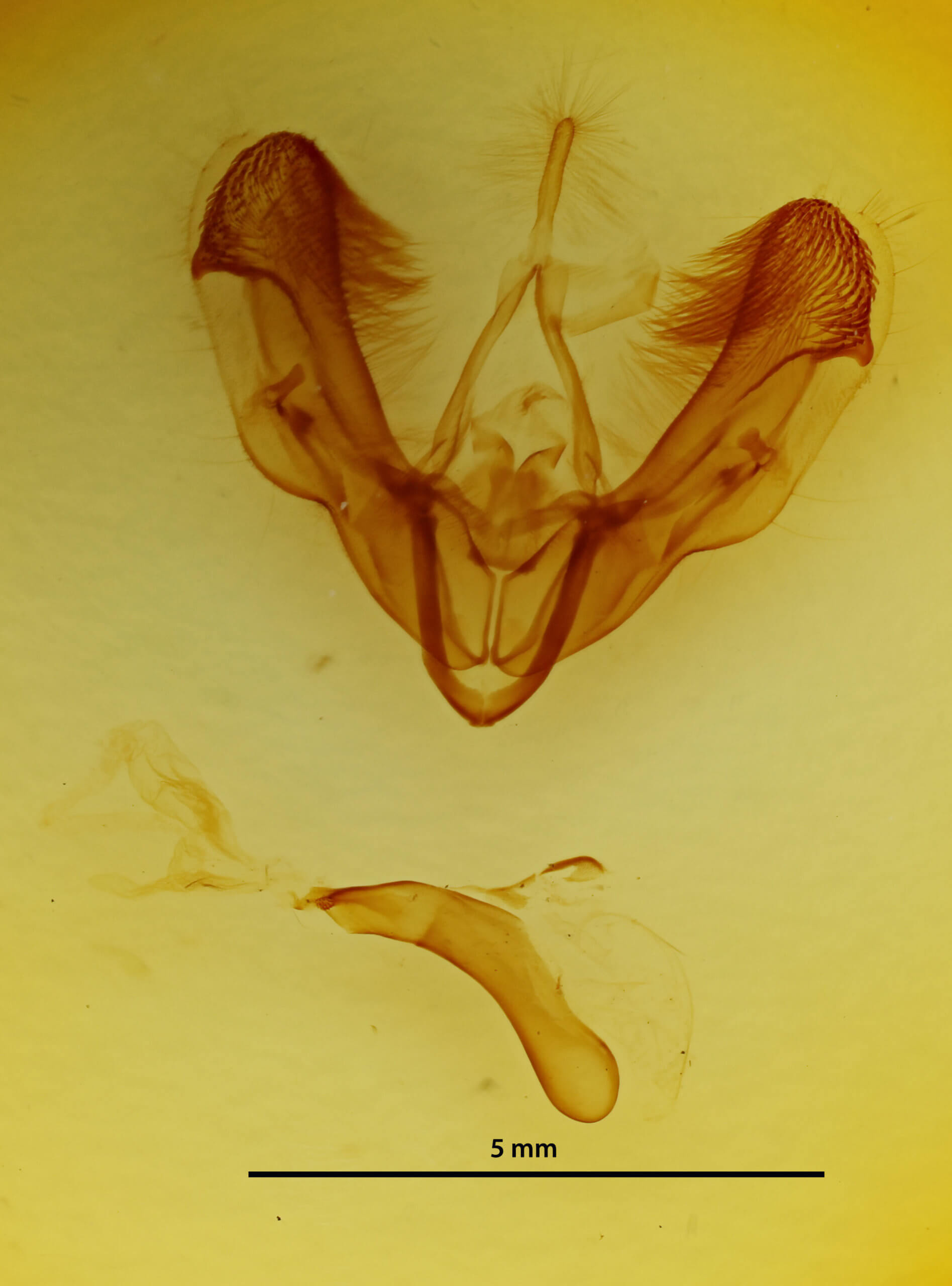 genitalia view of adult Dypterygia rozmani