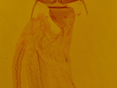 genitalia view of adult Dypterygia rozmani