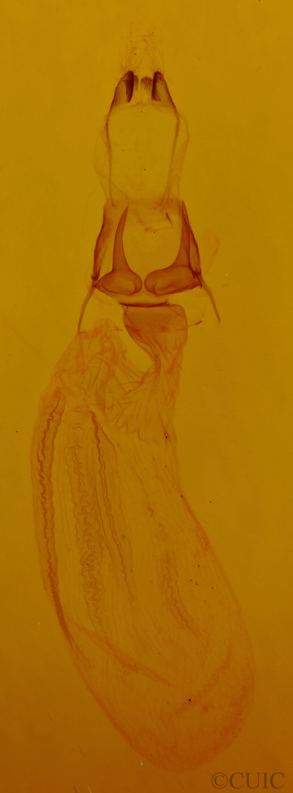 genitalia view of adult Dypterygia rozmani