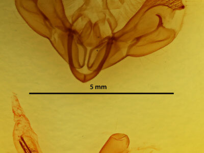 genitalia view of adult Dypterygia scabriuscula