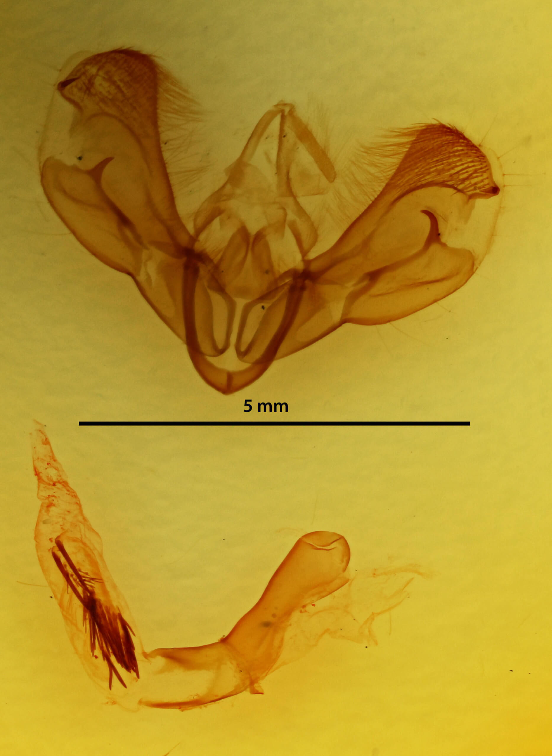 genitalia view of adult Dypterygia scabriuscula
