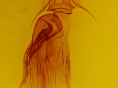 genitalia view of adult Dypterygia scabriuscula