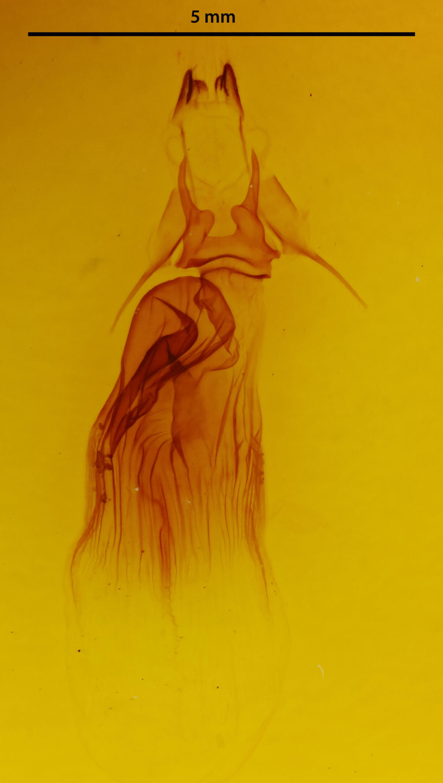 genitalia view of adult Dypterygia scabriuscula