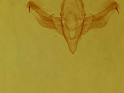 genitalia view of adult Dypterygia patina