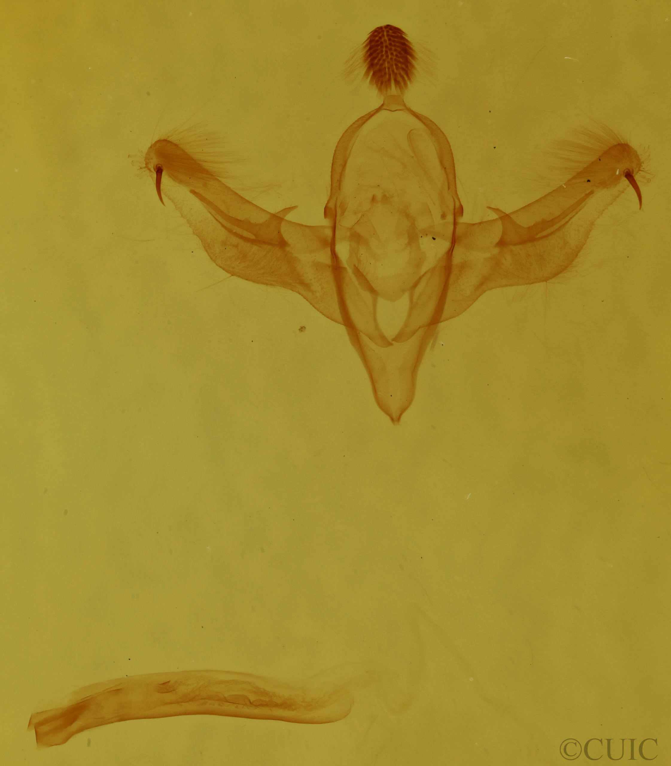 genitalia view of adult Dypterygia patina