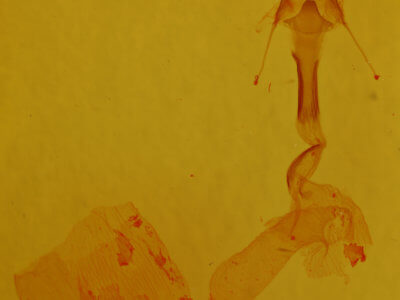 genitalia view of adult Dypterygia patina