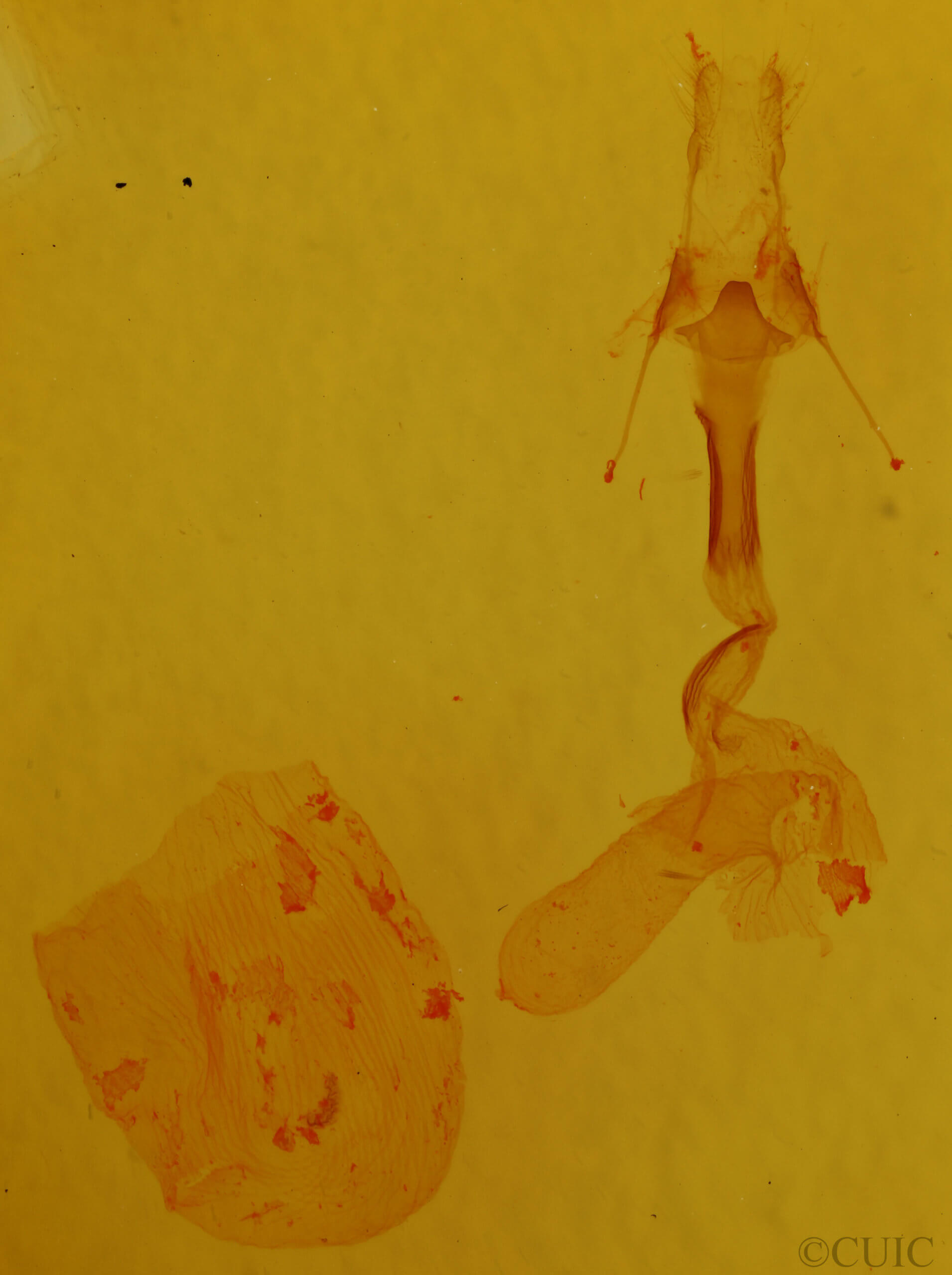 genitalia view of adult Dypterygia patina