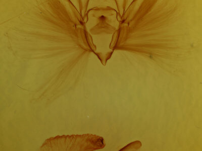 genitalia view of adult Dipterygina japonica