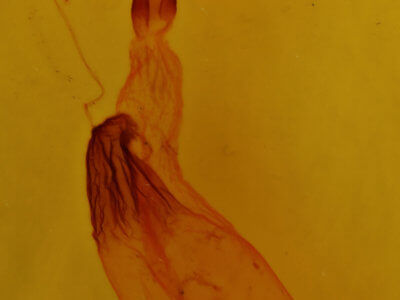 genitalia view of adult Dipterygina japonica