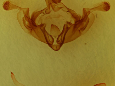 genitalia view of adult Anarta trifolii