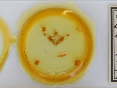 slide view of adult Anarta trifolii