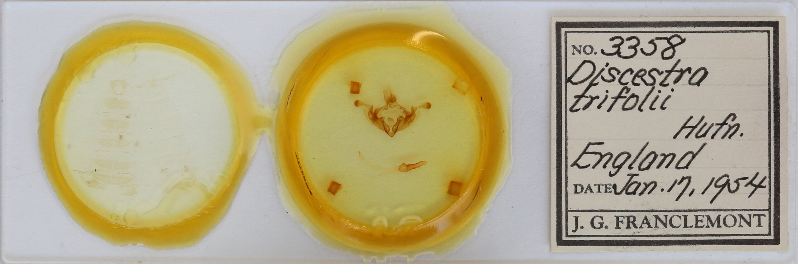 slide view of adult Anarta trifolii