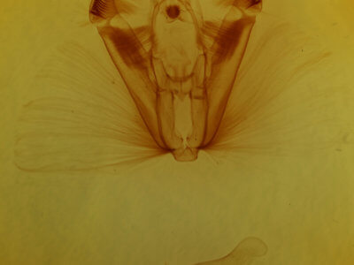 genitalia view of adult Dypterygia ligata