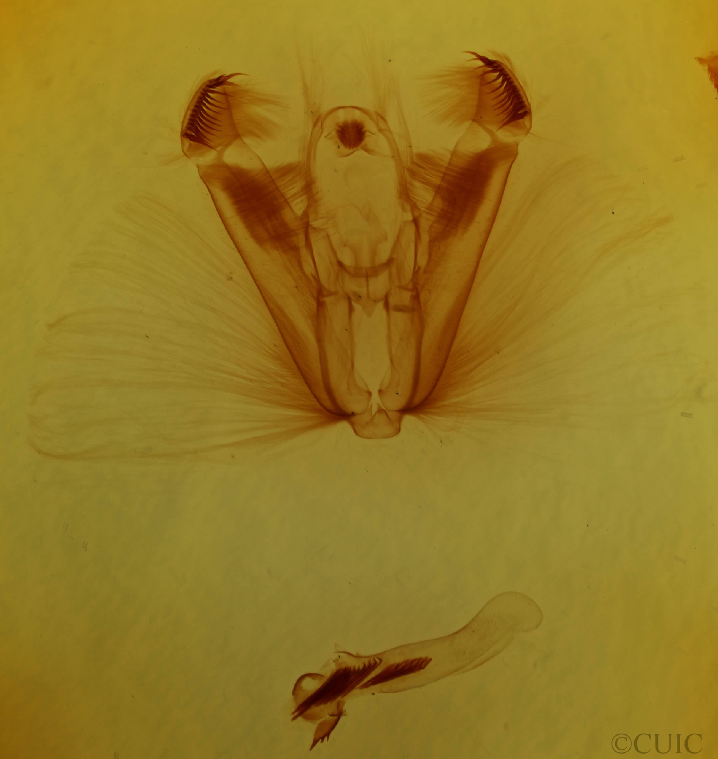 genitalia view of adult Dypterygia ligata