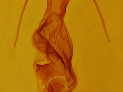 genitalia view of adult Dypterygia ligata