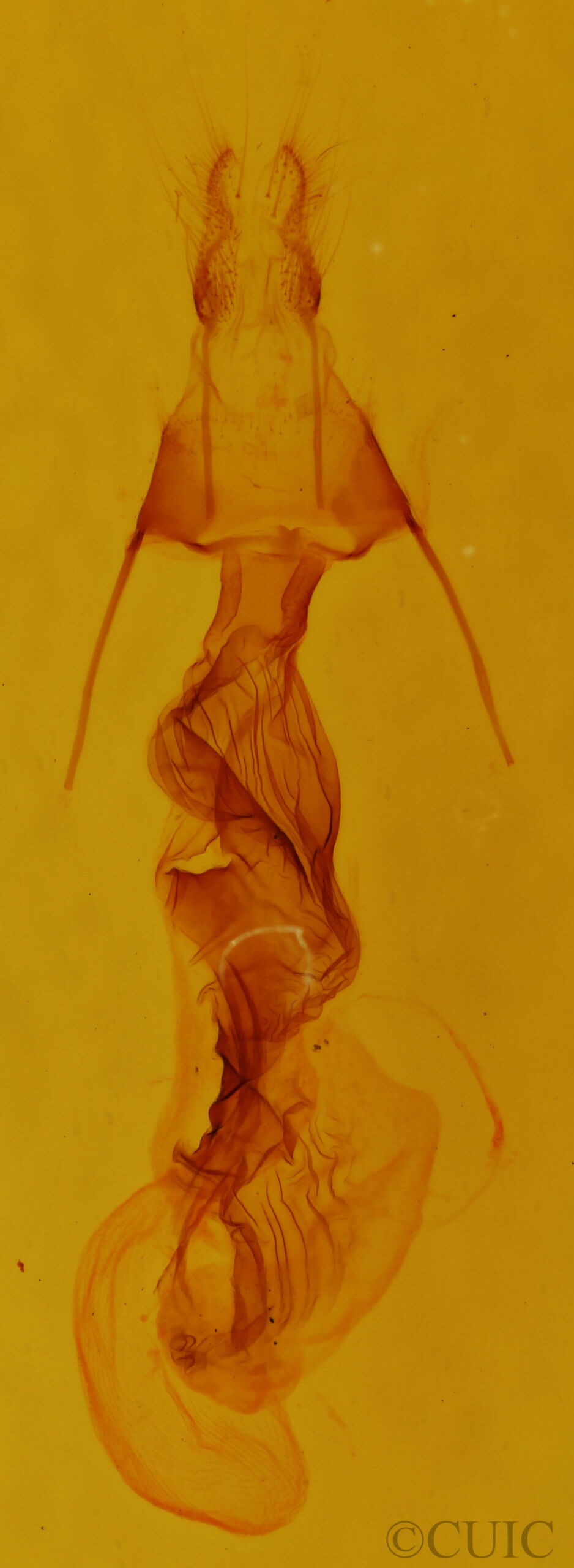 genitalia view of adult Dypterygia ligata