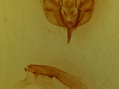 genitalia view of adult Egira conspicillaris