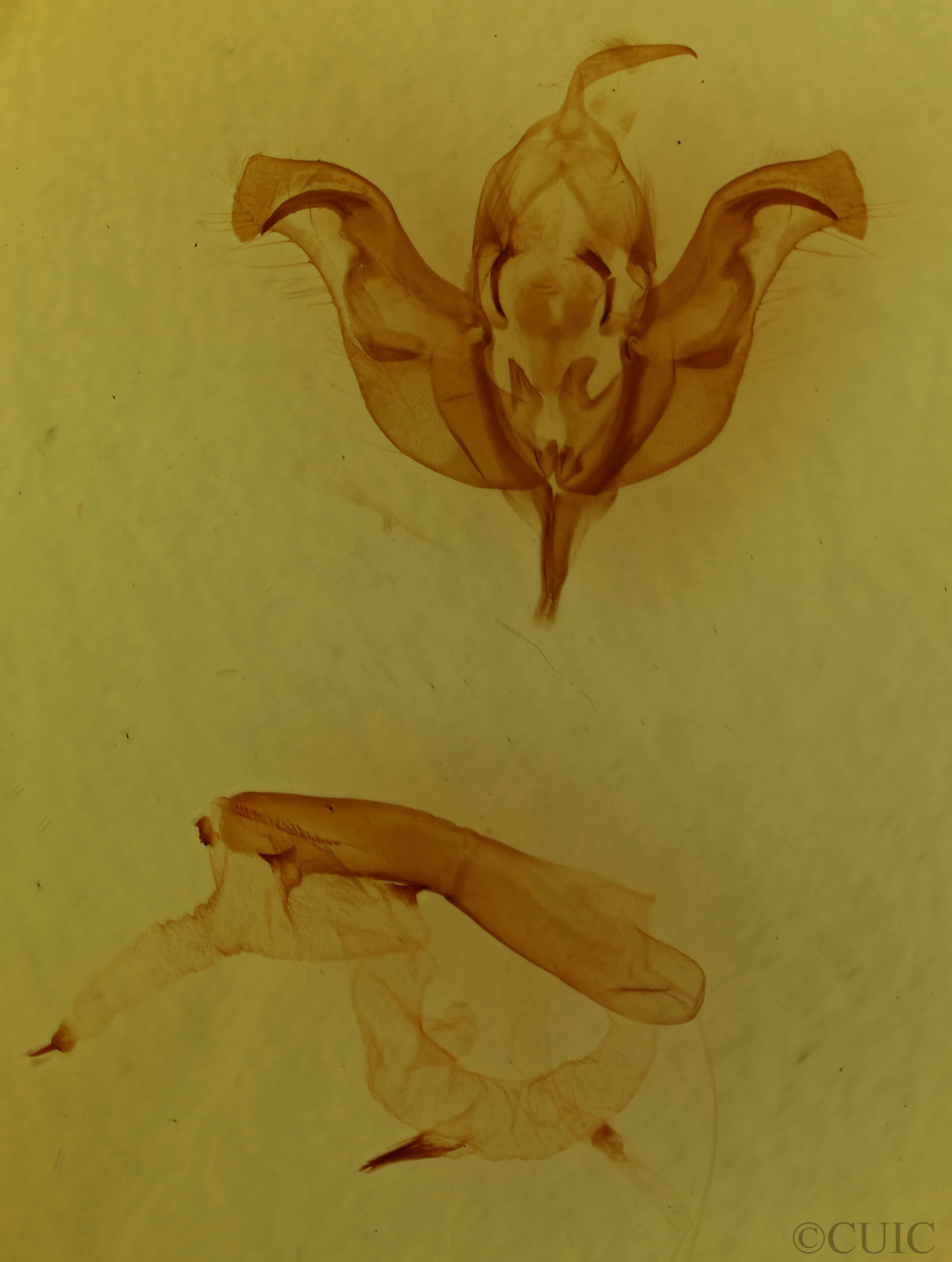 genitalia view of adult Egira conspicillaris