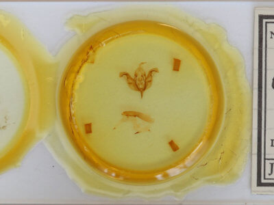 slide view of adult Egira conspicillaris