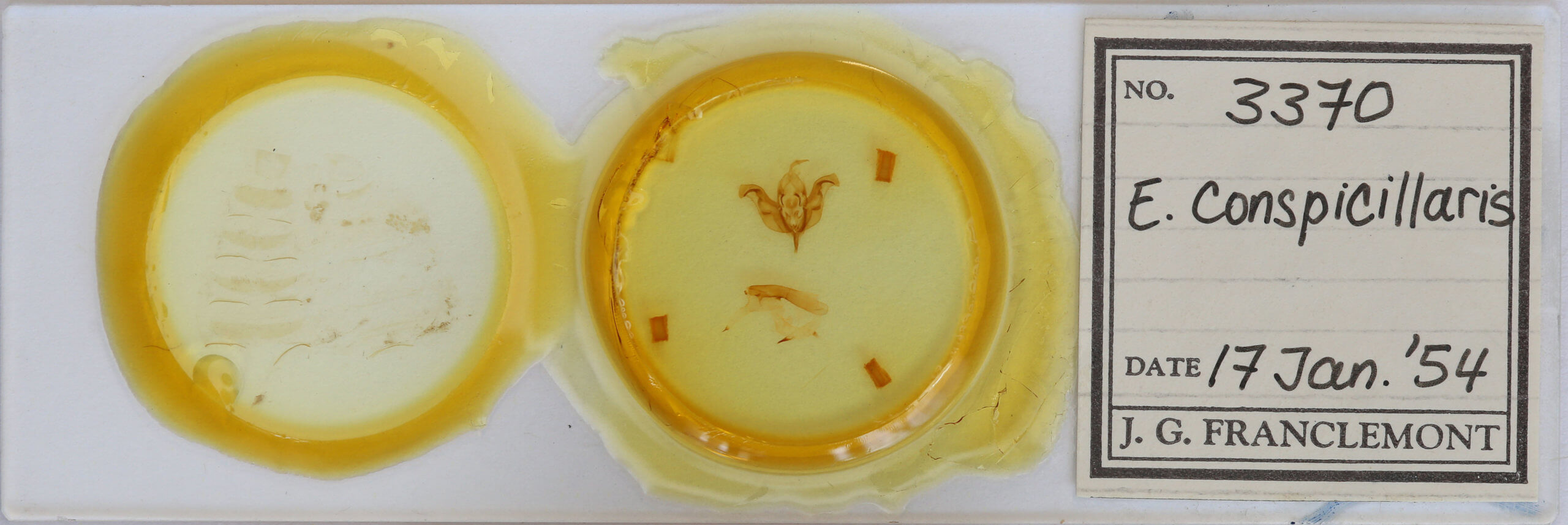 slide view of adult Egira conspicillaris