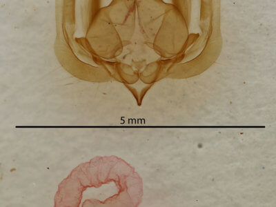 genitalia view of adult Elaphria festivoides