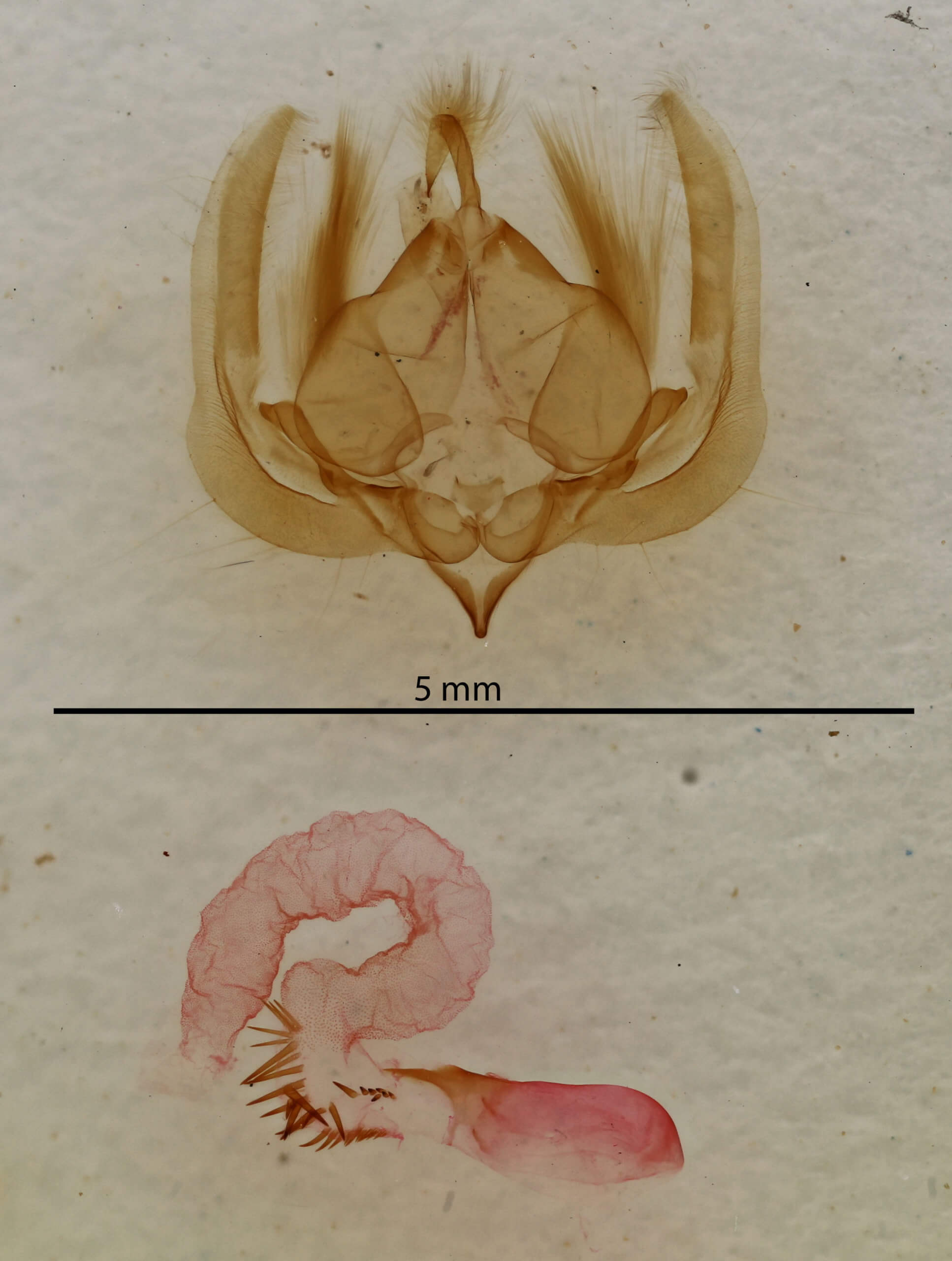 genitalia view of adult Elaphria festivoides