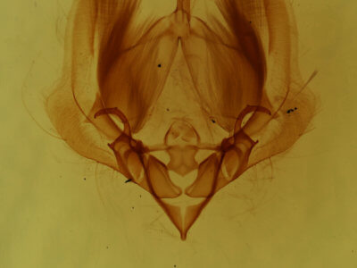 genitalia view of adult Elaphria chalcedonia